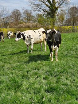 Das Bild zeigt Kühe auf der Weide.